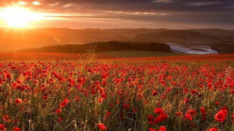 The Amex Stadium surrounded by a field of poppies